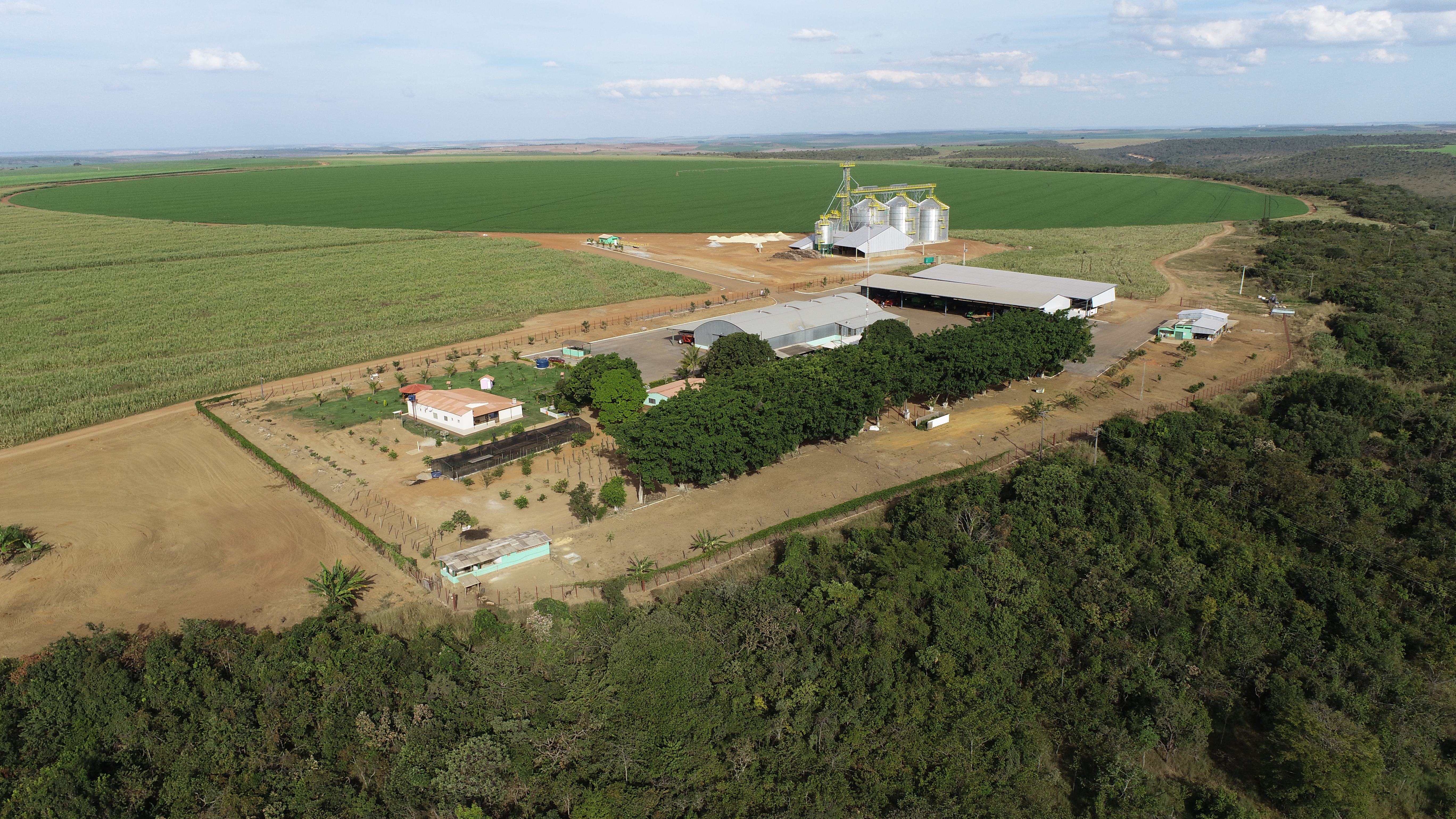 Plantação de feijão
