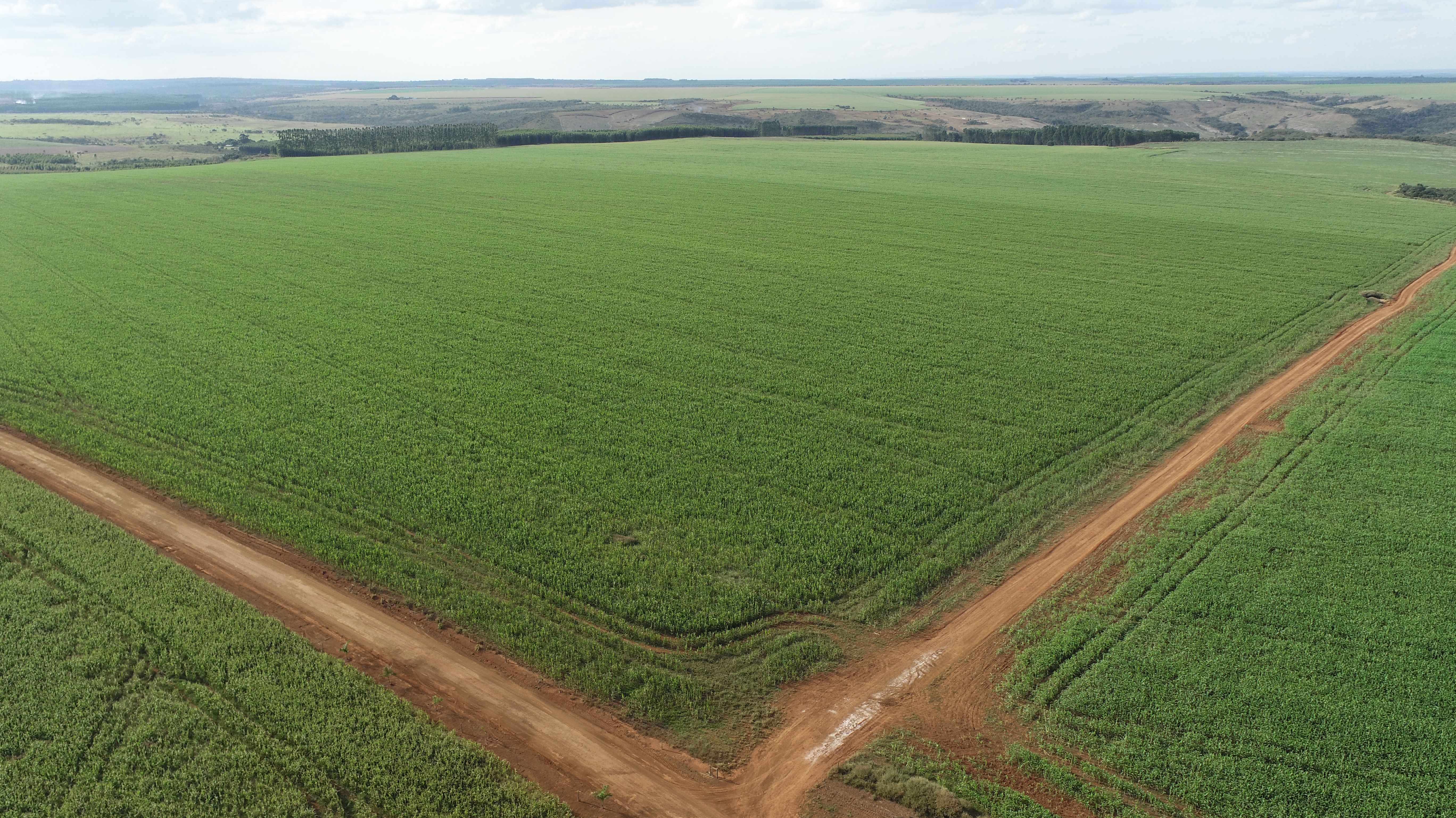 Plantação de sorgo