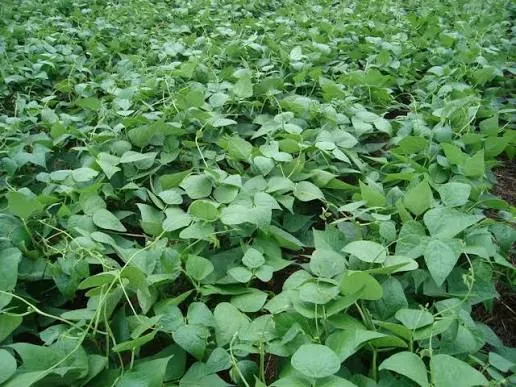 Plantação de feijão na Fazenda Vargeão