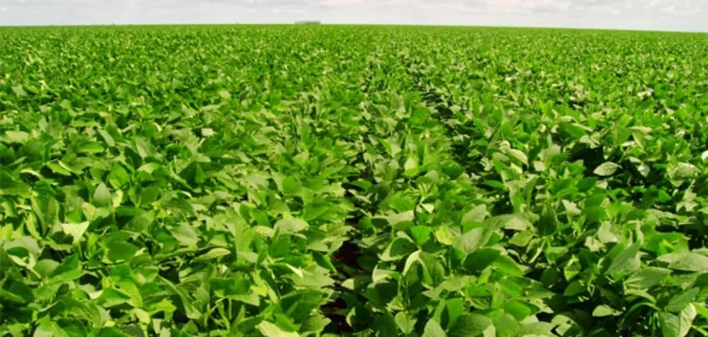 Plantação de soja na Fazenda Vargeão