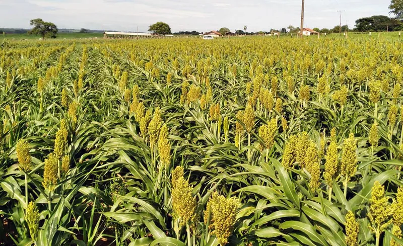 Plantação de sorgo na Fazenda Vargeão