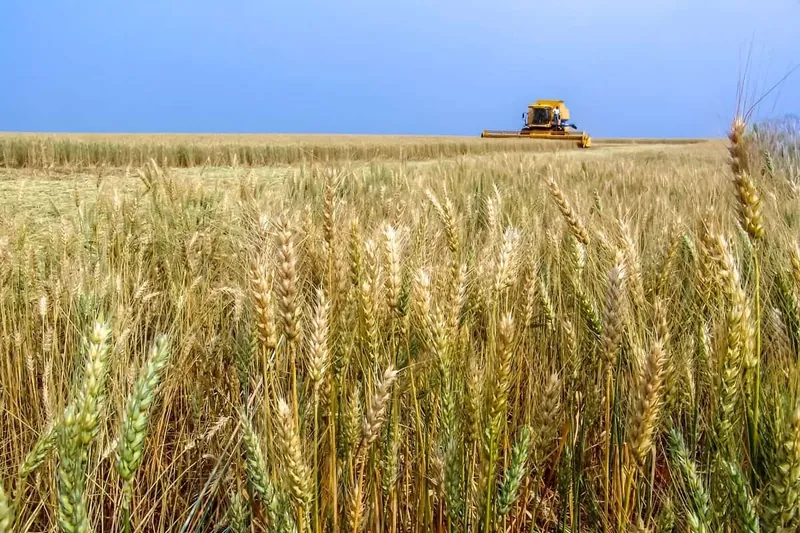 Plantação de trigo na Fazenda Vargeão