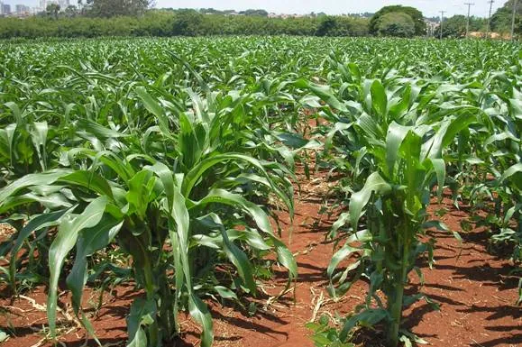 Plantação de milho na Fazenda Vargeão